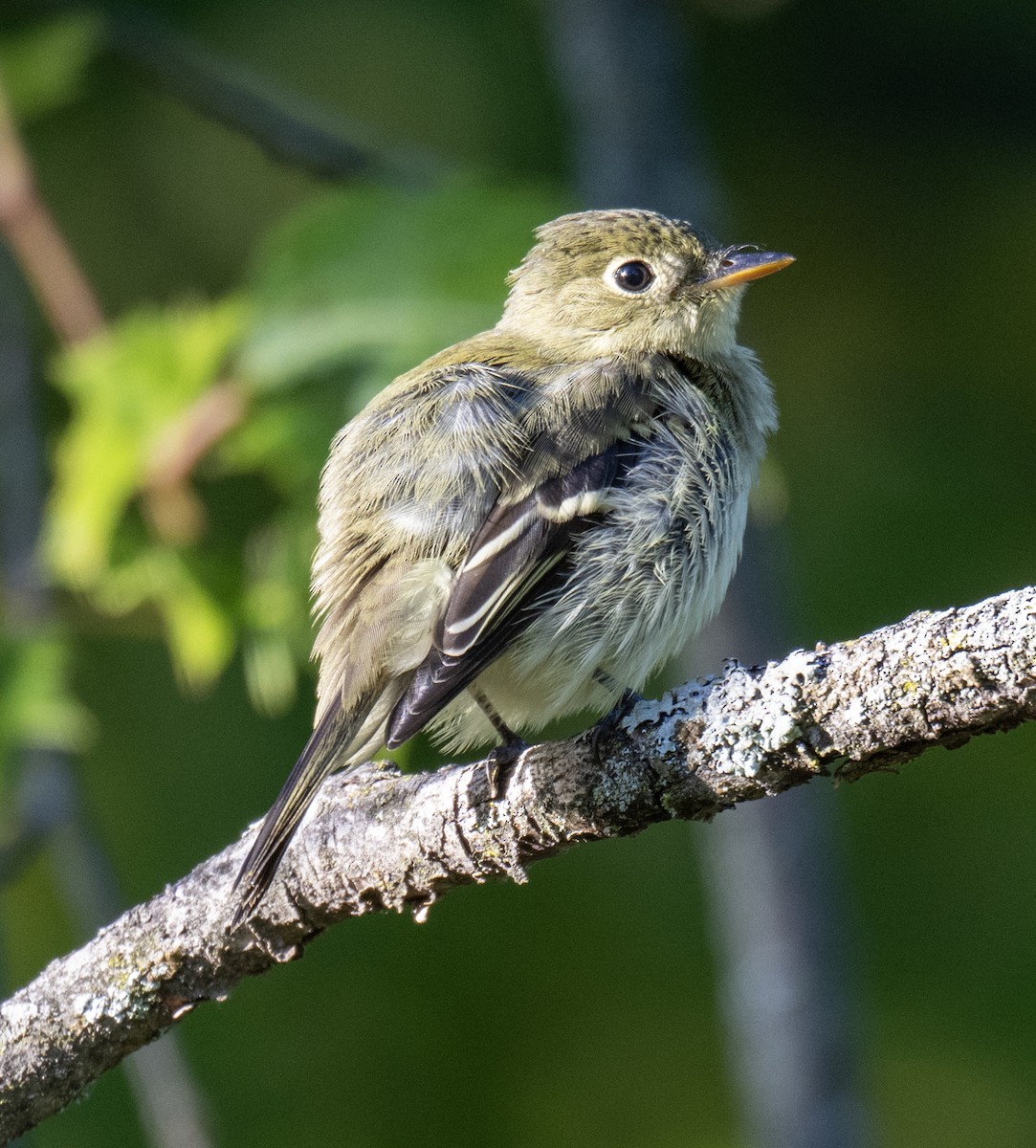 Yellow-bellied Flycatcher - ML641143010