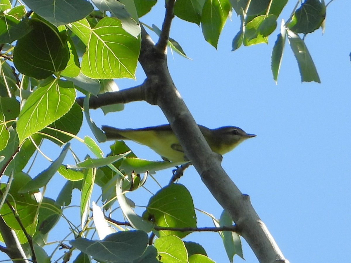 Philadelphia Vireo - ML641143030