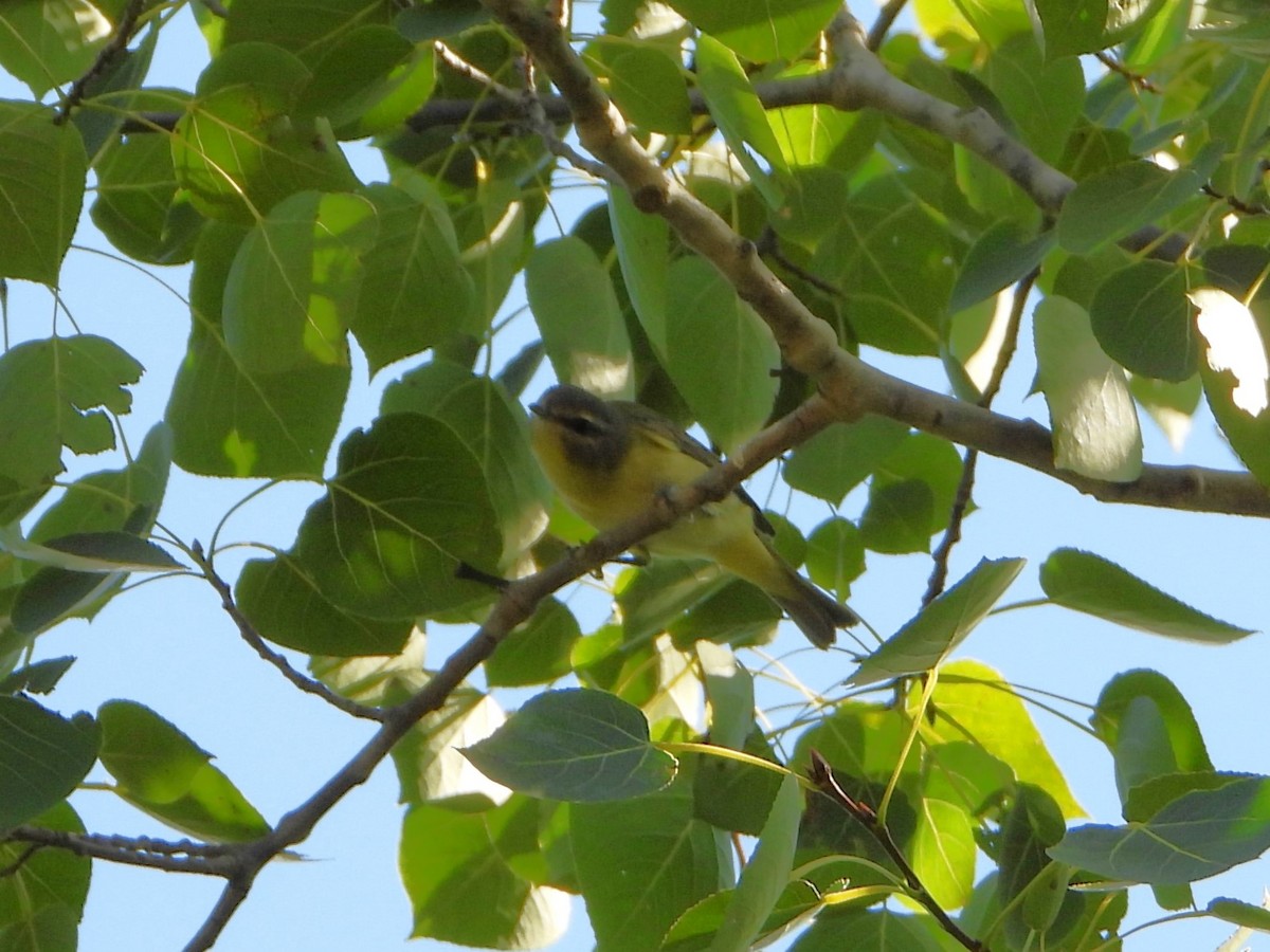 Philadelphia Vireo - ML641143031
