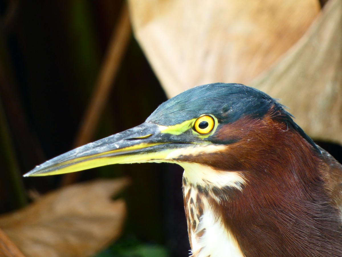 volavka zelenavá (ssp. virescens/bahamensis) - ML641143047