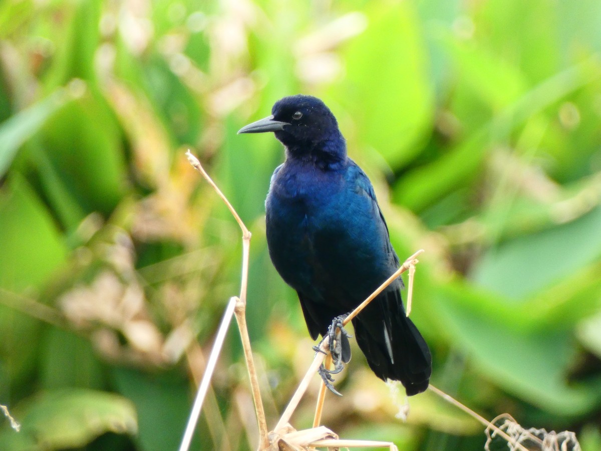Boat-tailed Grackle (westoni) - ML641143061
