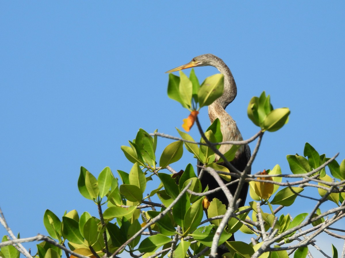 Amerika-Schlangenhalsvogel - ML641143065