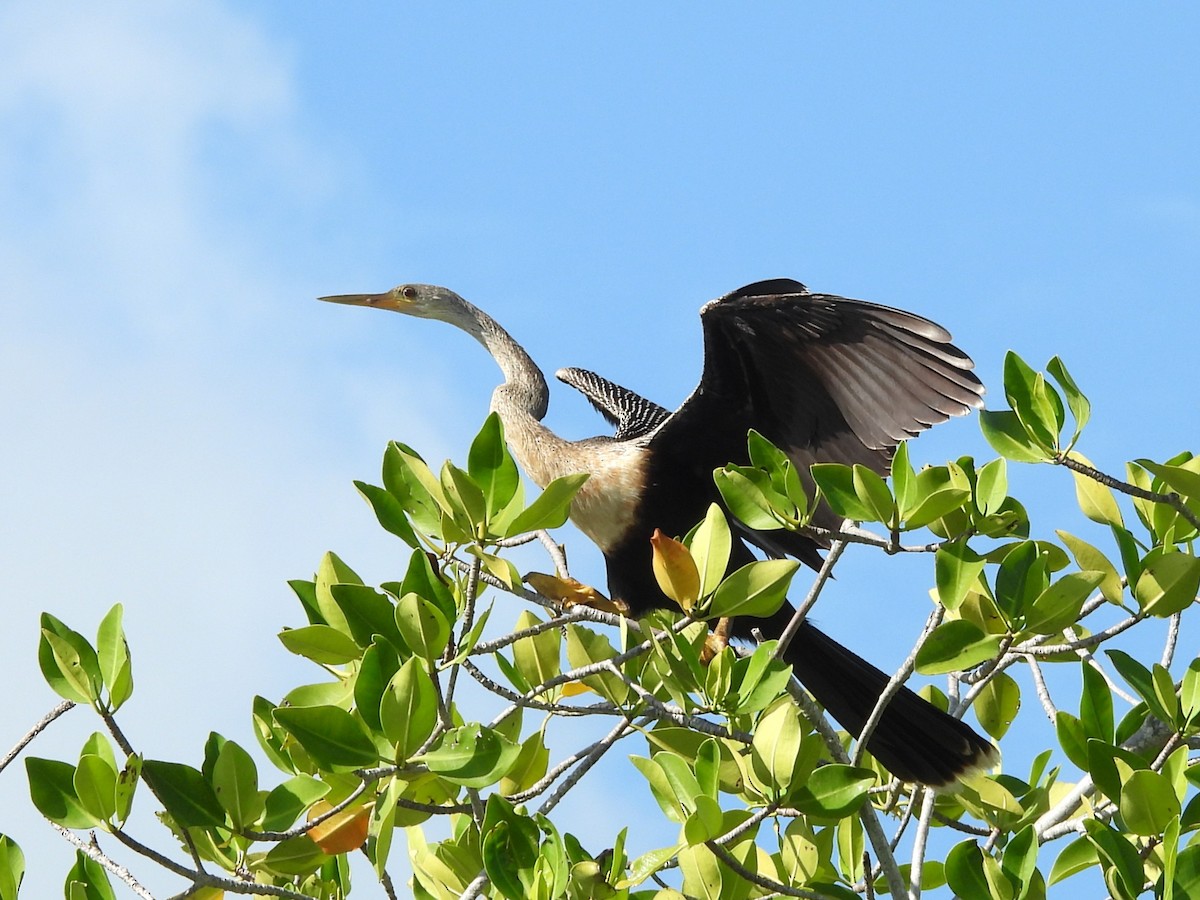 Amerika-Schlangenhalsvogel - ML641143067