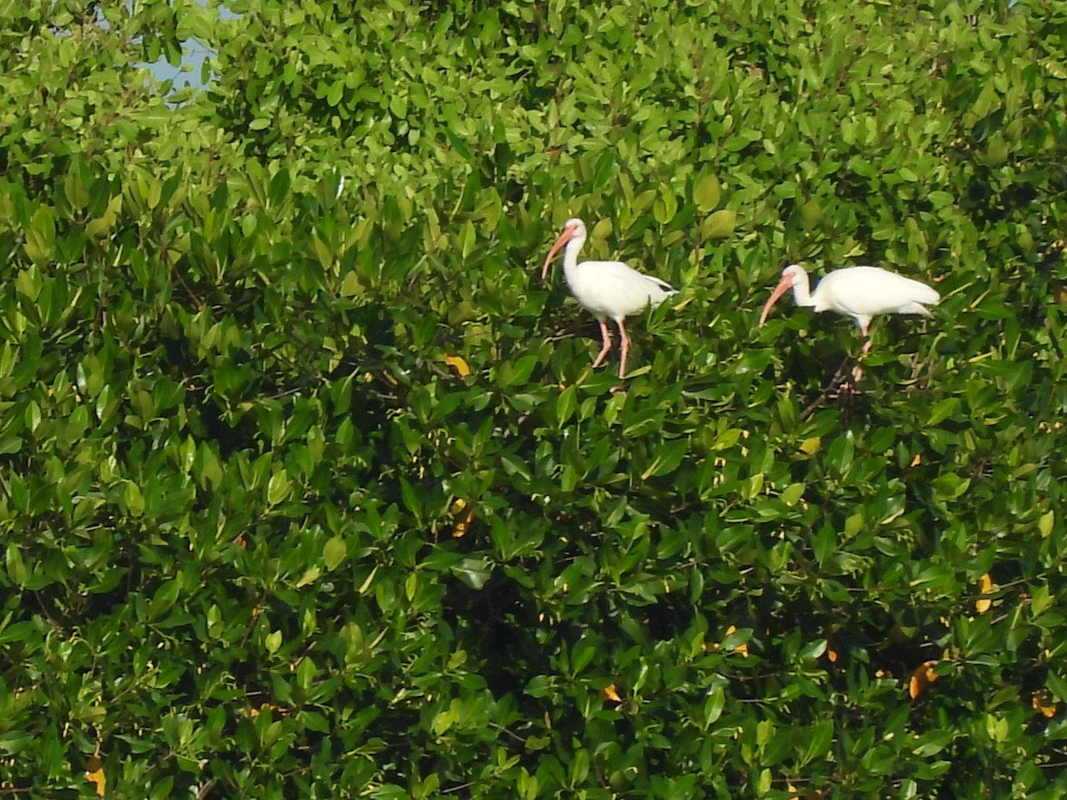 White Ibis - ML641143078