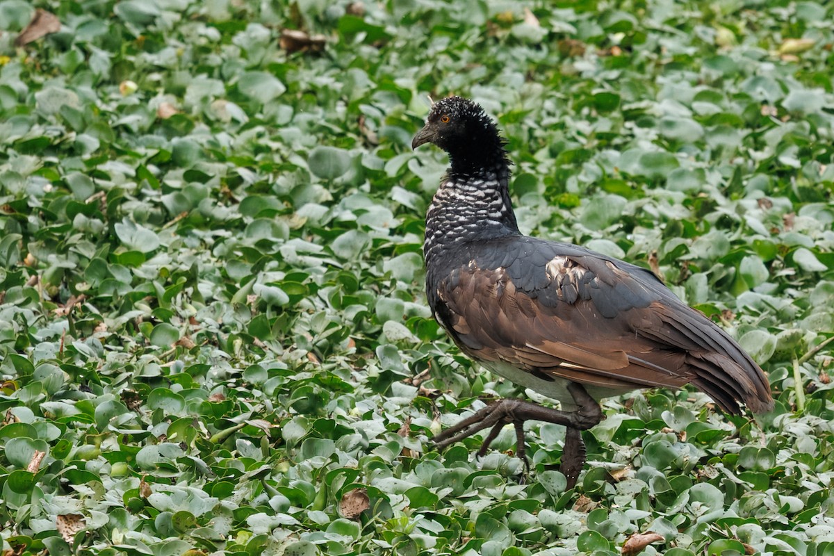 Horned Screamer - ML641143091