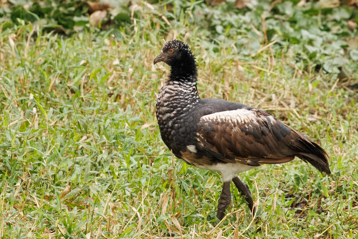 Horned Screamer - ML641143092