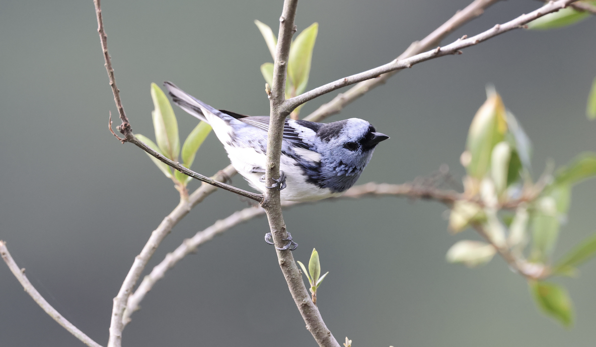 White-bellied Tanager - ML641143104