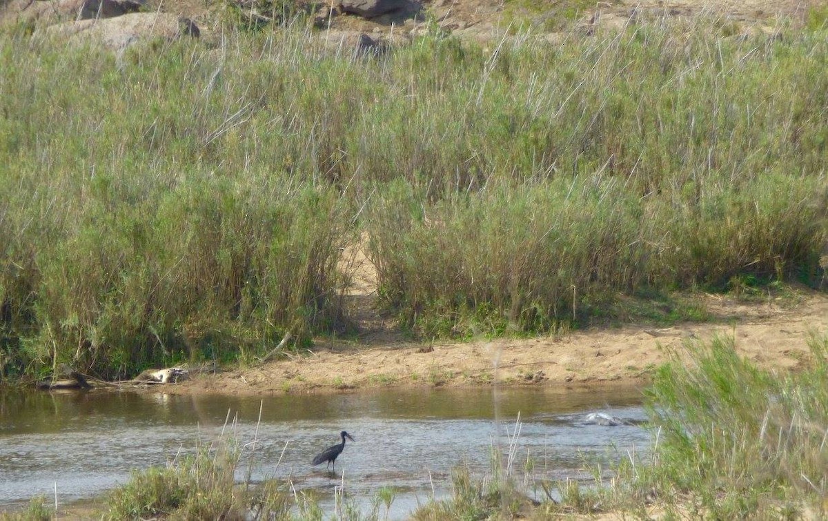 African Openbill - ML641143110