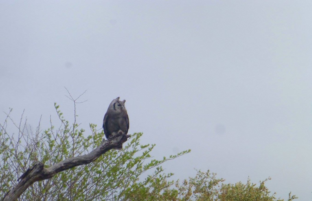 Verreaux's Eagle-Owl - ML641143128
