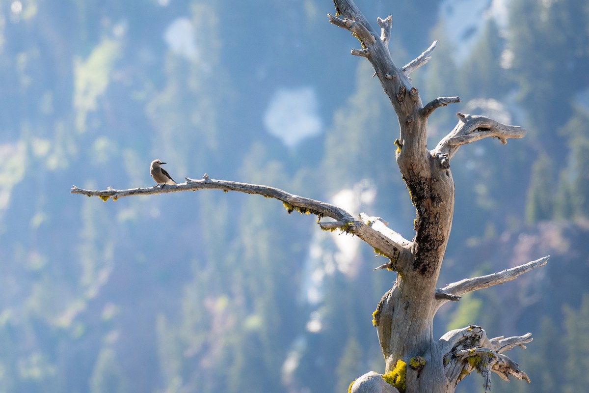 Clark's Nutcracker - ML641143166