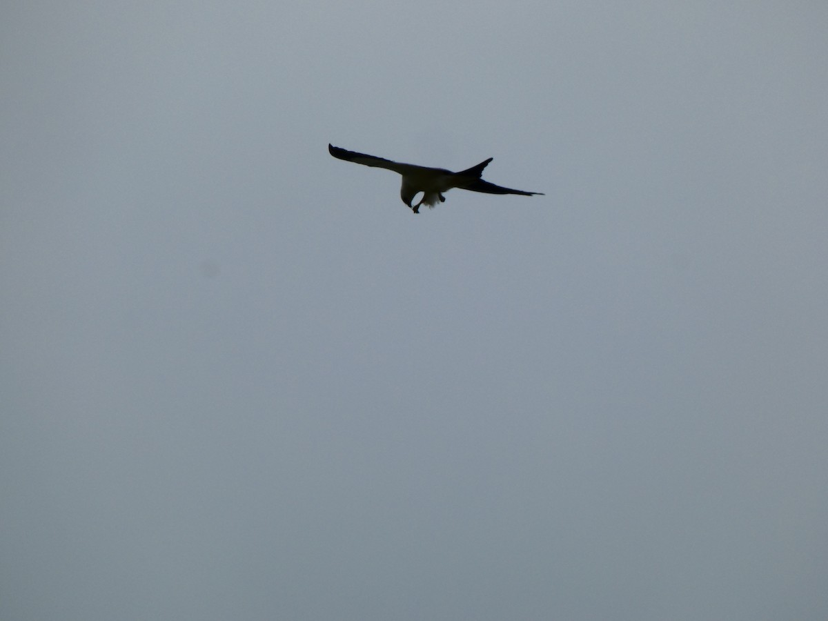 Swallow-tailed Kite - ML641143180