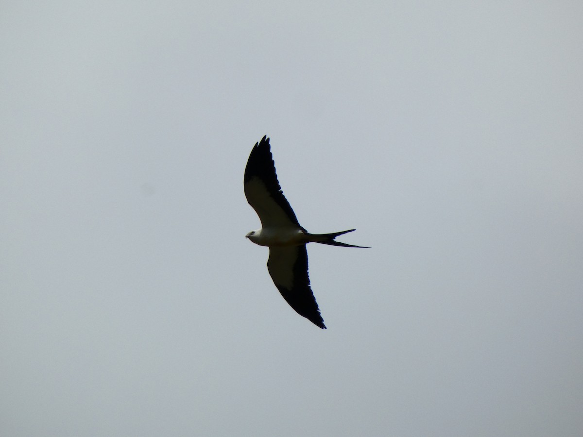 Swallow-tailed Kite - ML641143181