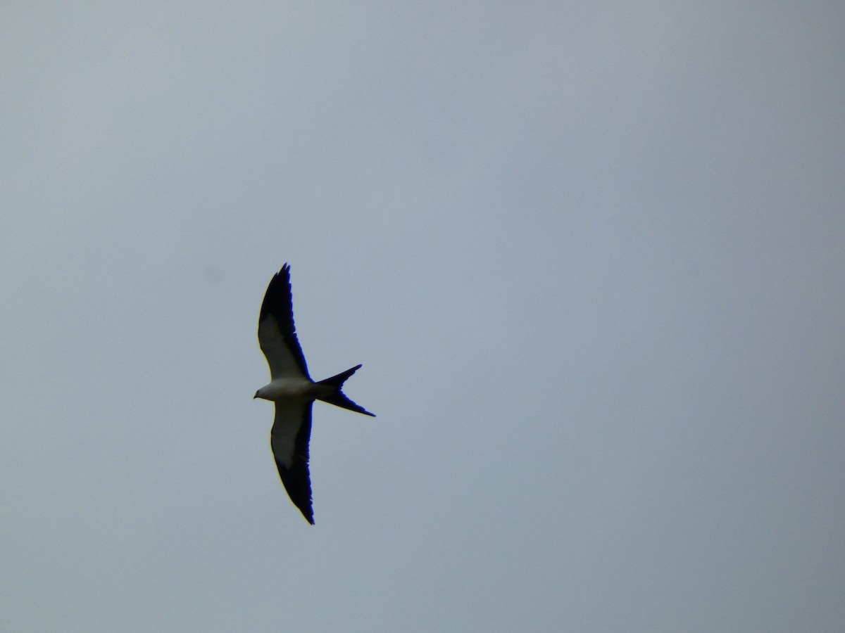 Swallow-tailed Kite - ML641143183