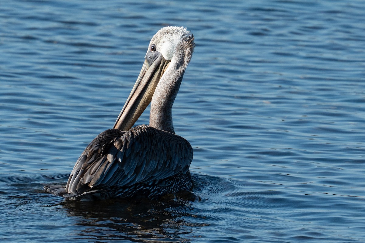 Brown Pelican - ML641143203