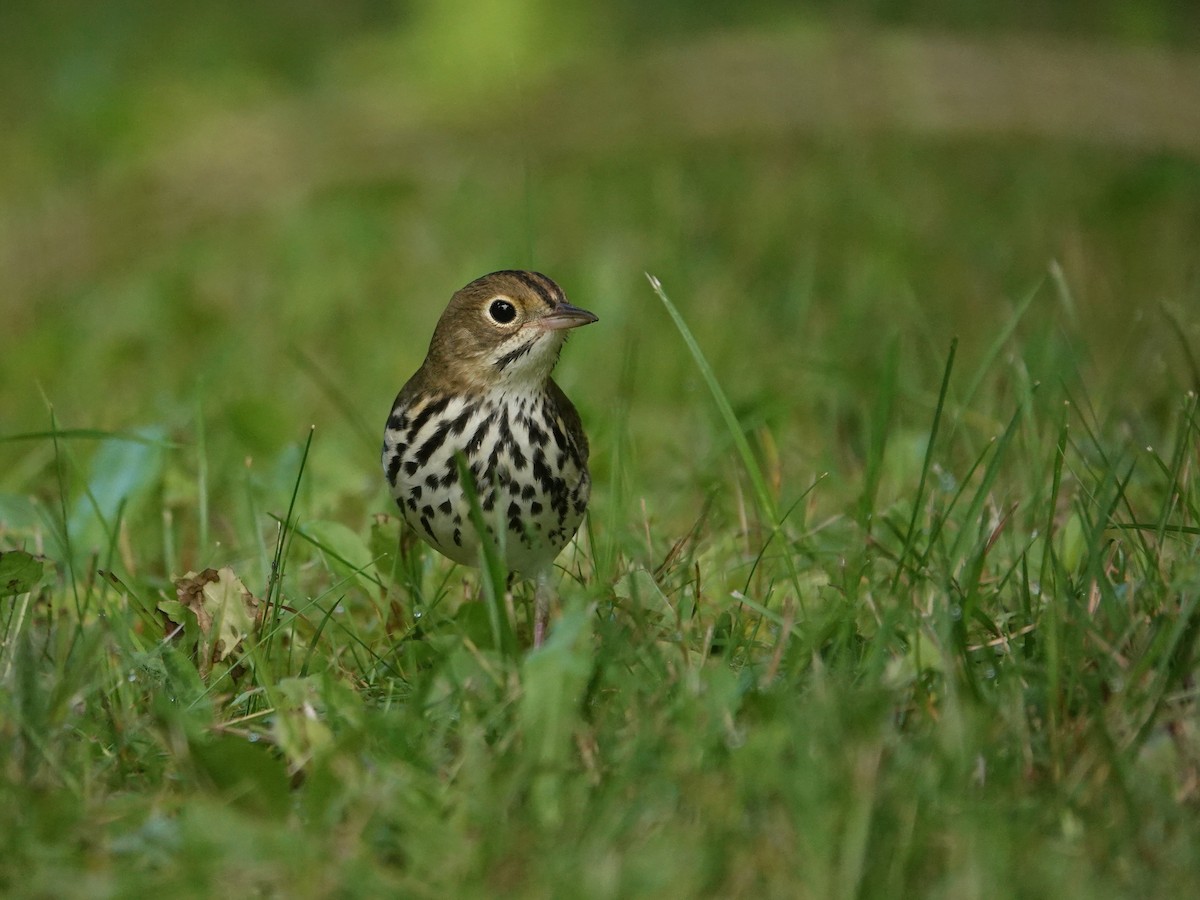 Ovenbird - ML641143209