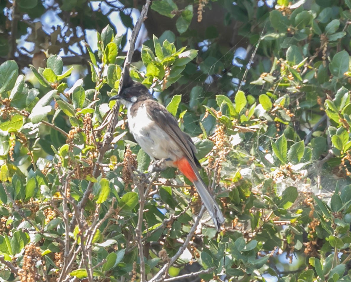 bulbul červenouchý - ML641143226