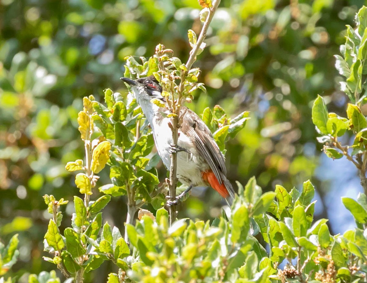 bulbul červenouchý - ML641143227