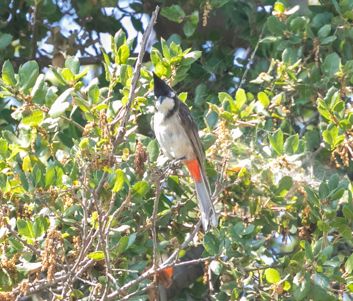 bulbul červenouchý - ML641143228