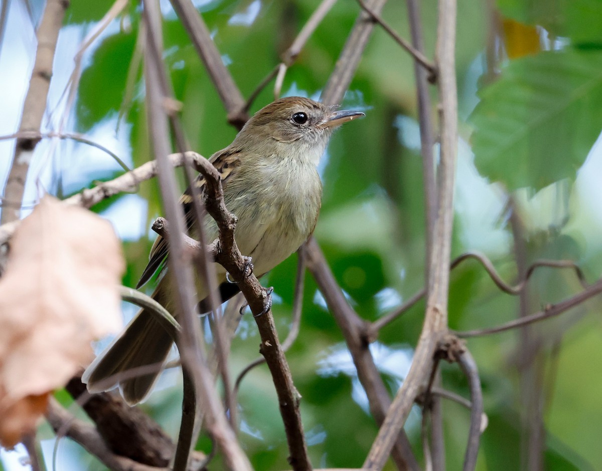 Fuscous Flycatcher - ML641143232