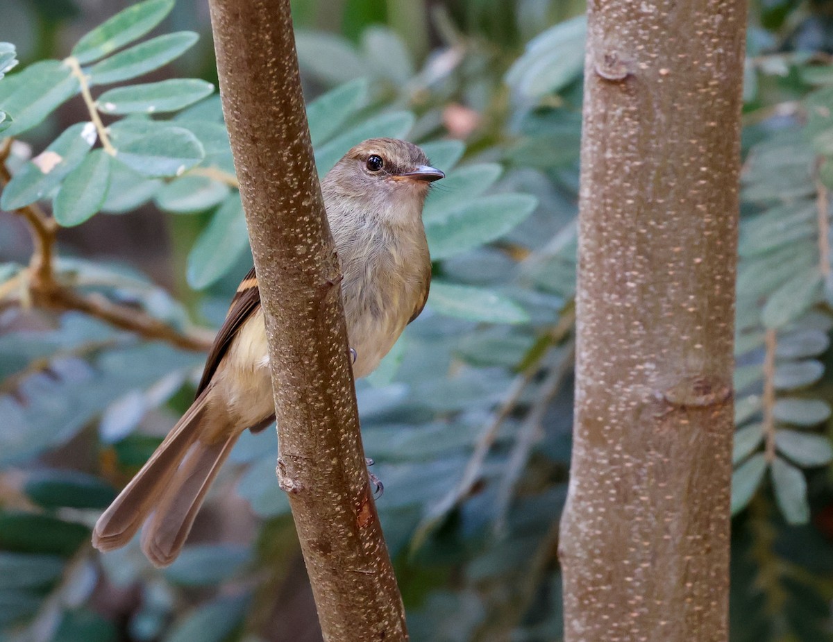 Fuscous Flycatcher - ML641143234