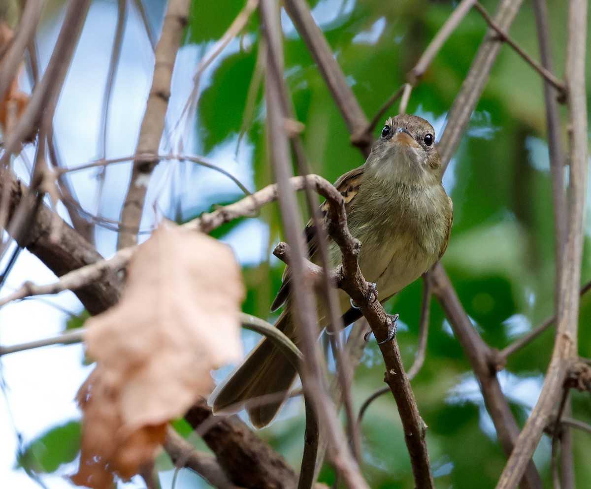 Fuscous Flycatcher - ML641143236