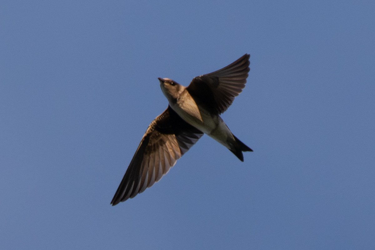 Purple Martin - ML641143248