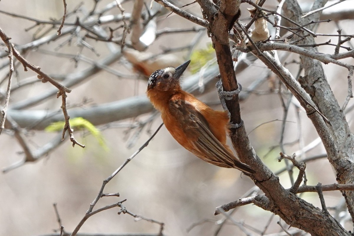Chestnut Piculet - ML641143300