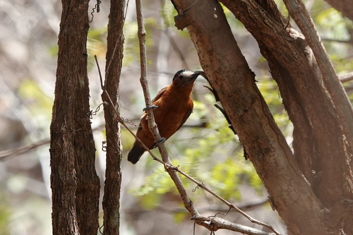 Chestnut Piculet - ML641143314