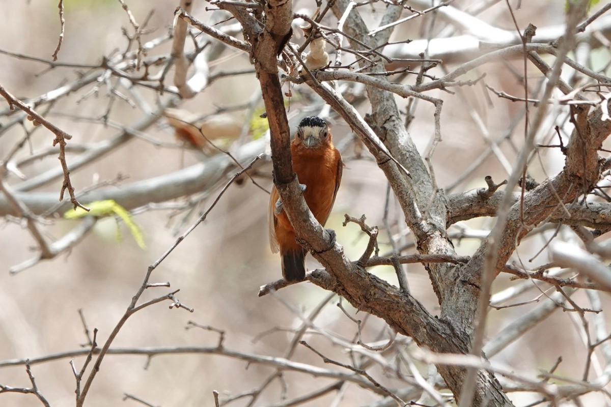 Chestnut Piculet - ML641143315
