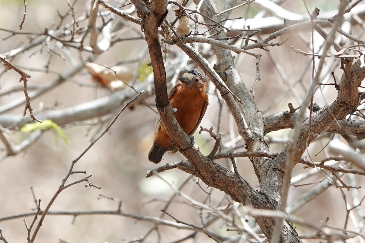Chestnut Piculet - ML641143316