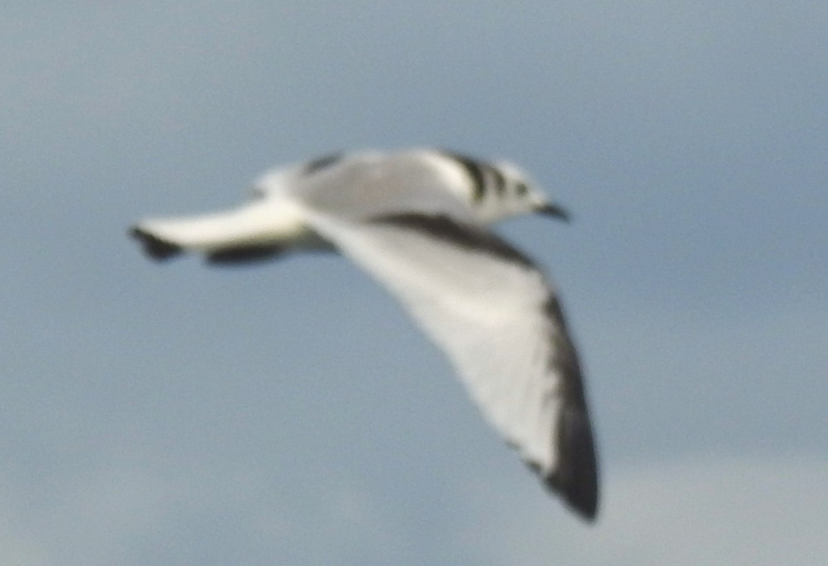 Gaviota Tridáctila - ML641143322