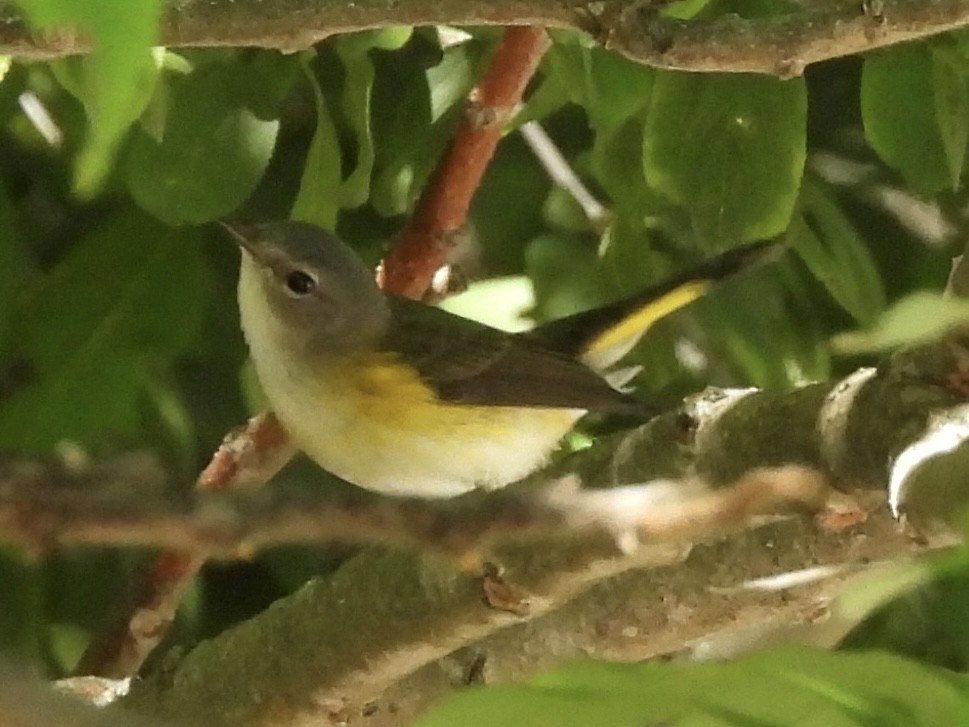 Paruline flamboyante - ML641143337