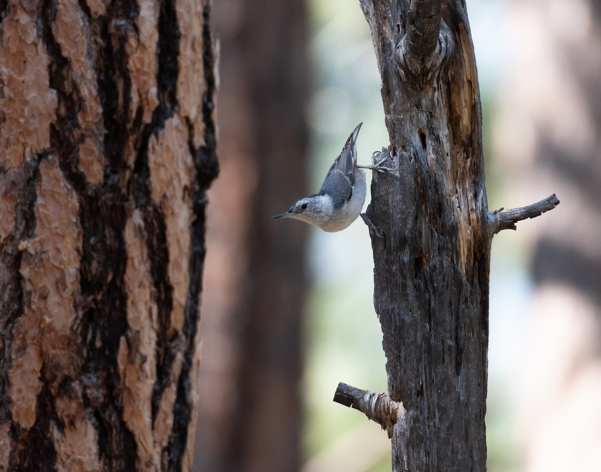 White-breasted Nuthatch - ML641143372