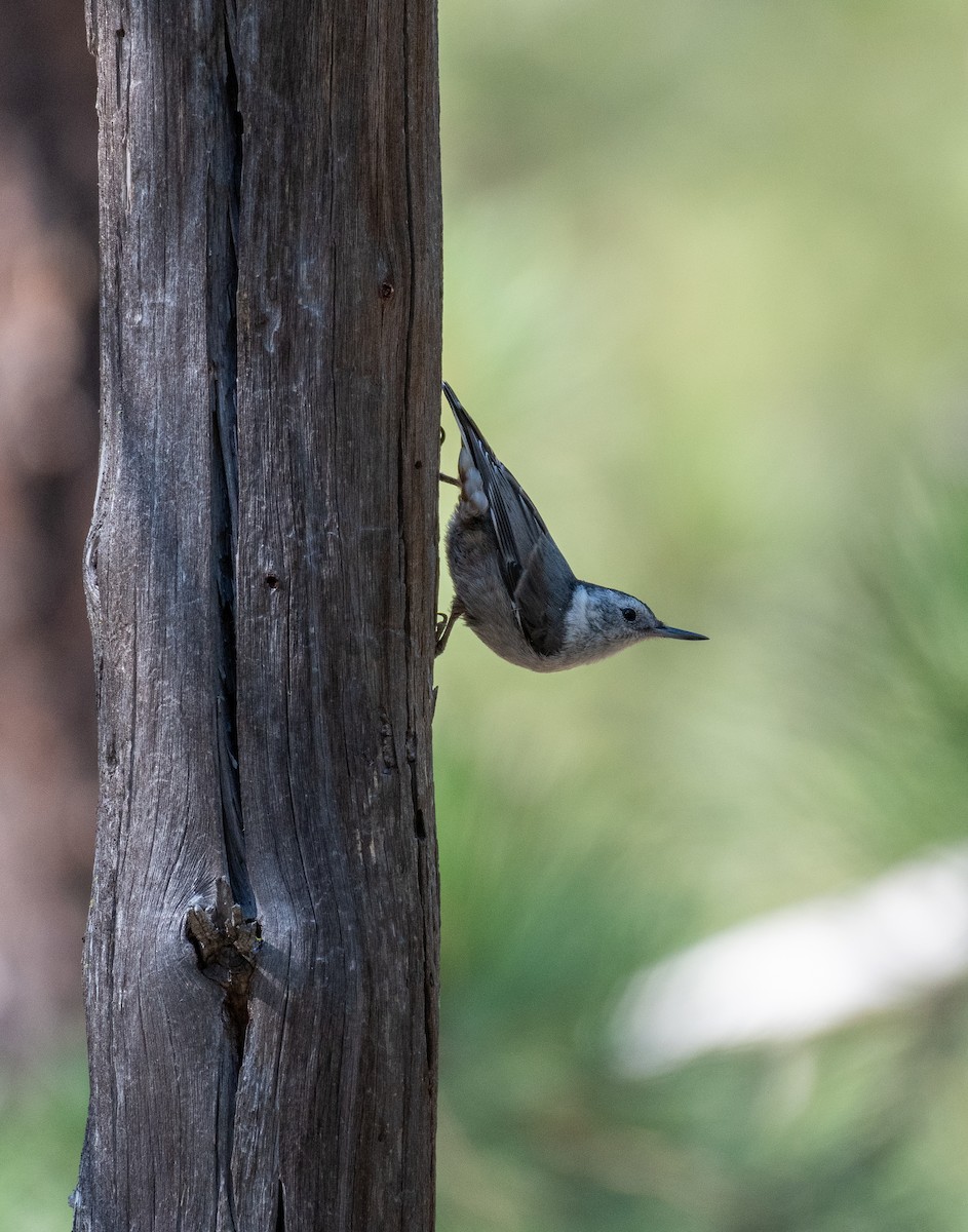 White-breasted Nuthatch - ML641143373