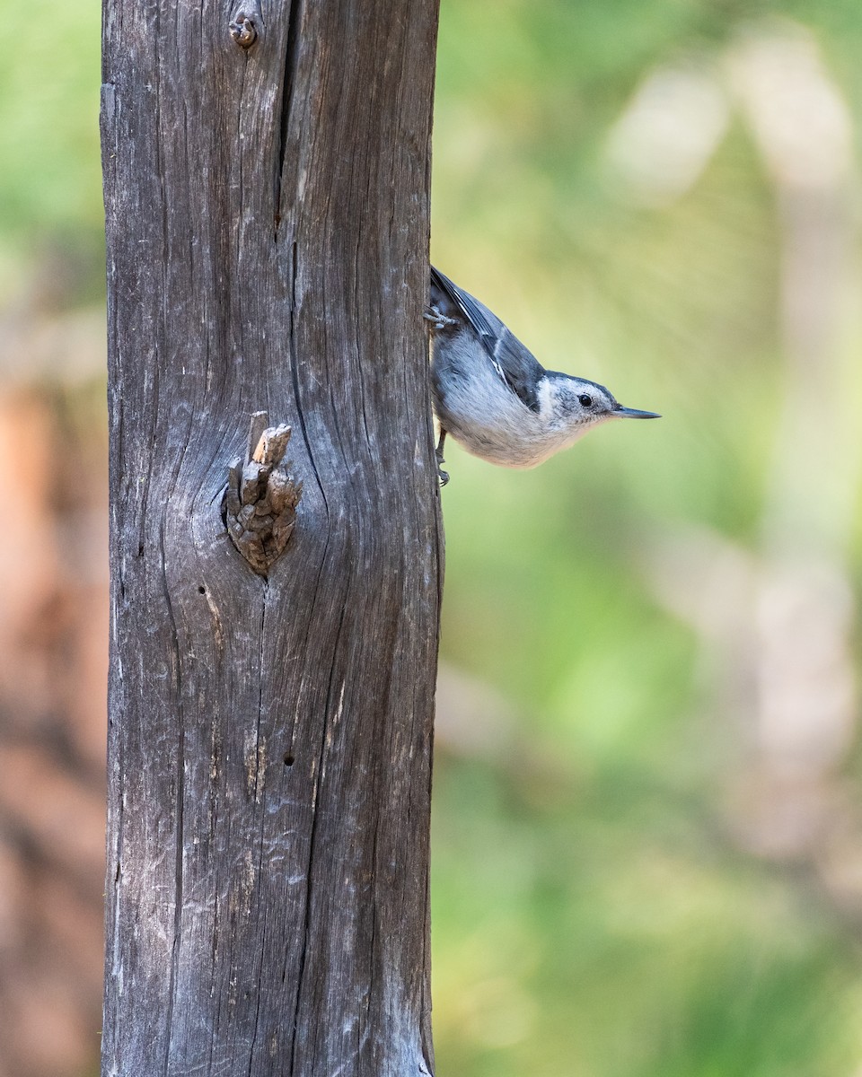 White-breasted Nuthatch - ML641143374