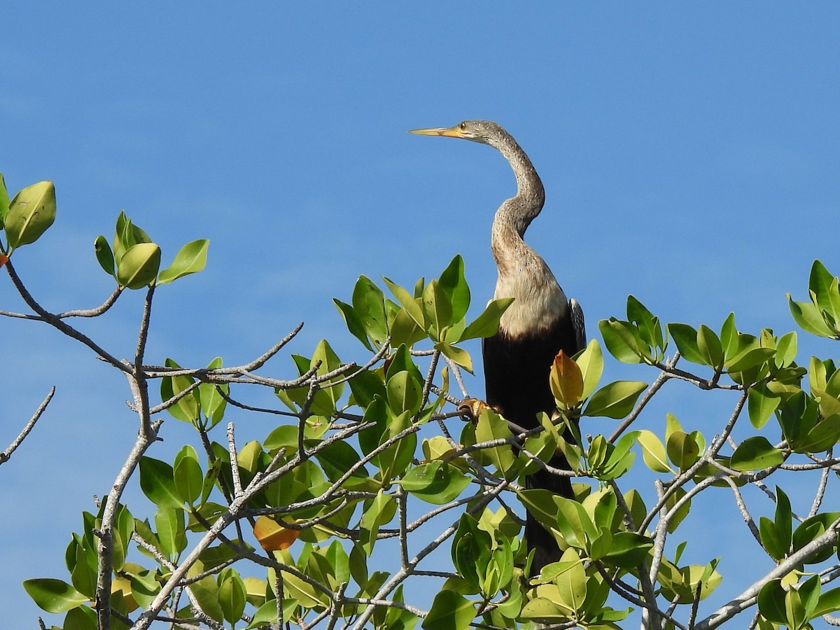 Amerika-Schlangenhalsvogel - ML641143386