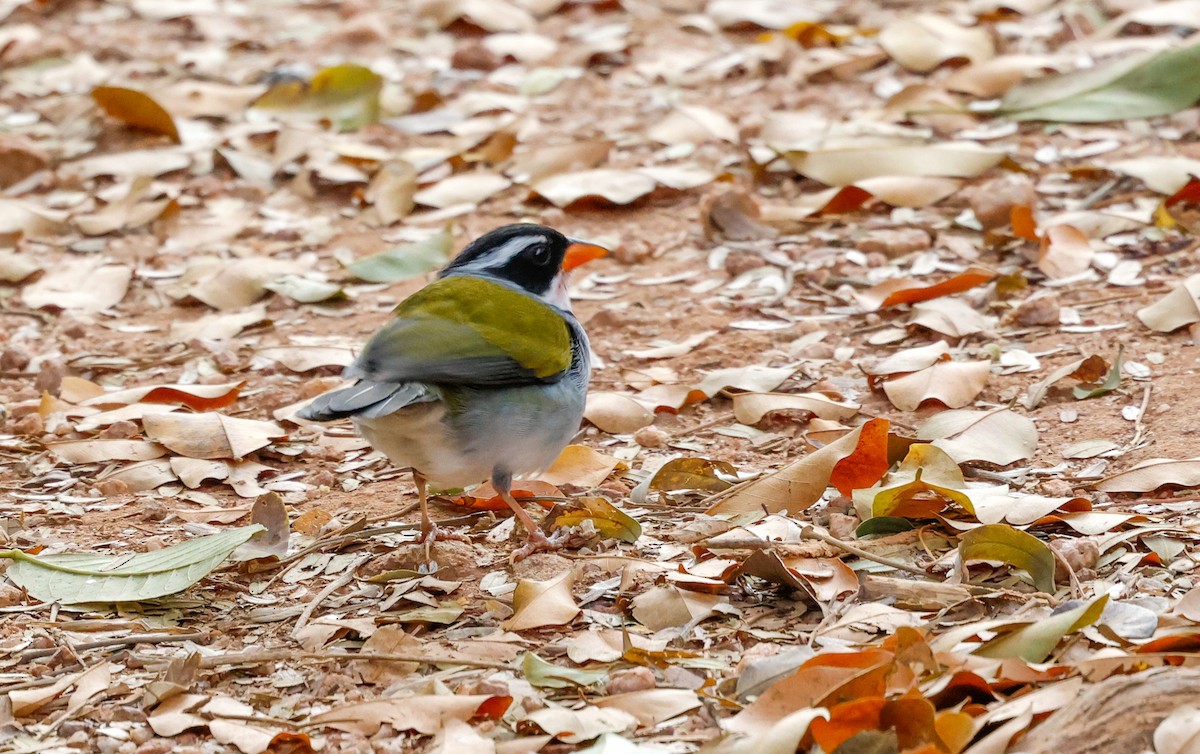 Saffron-billed Sparrow (Saffron-billed) - ML641143400