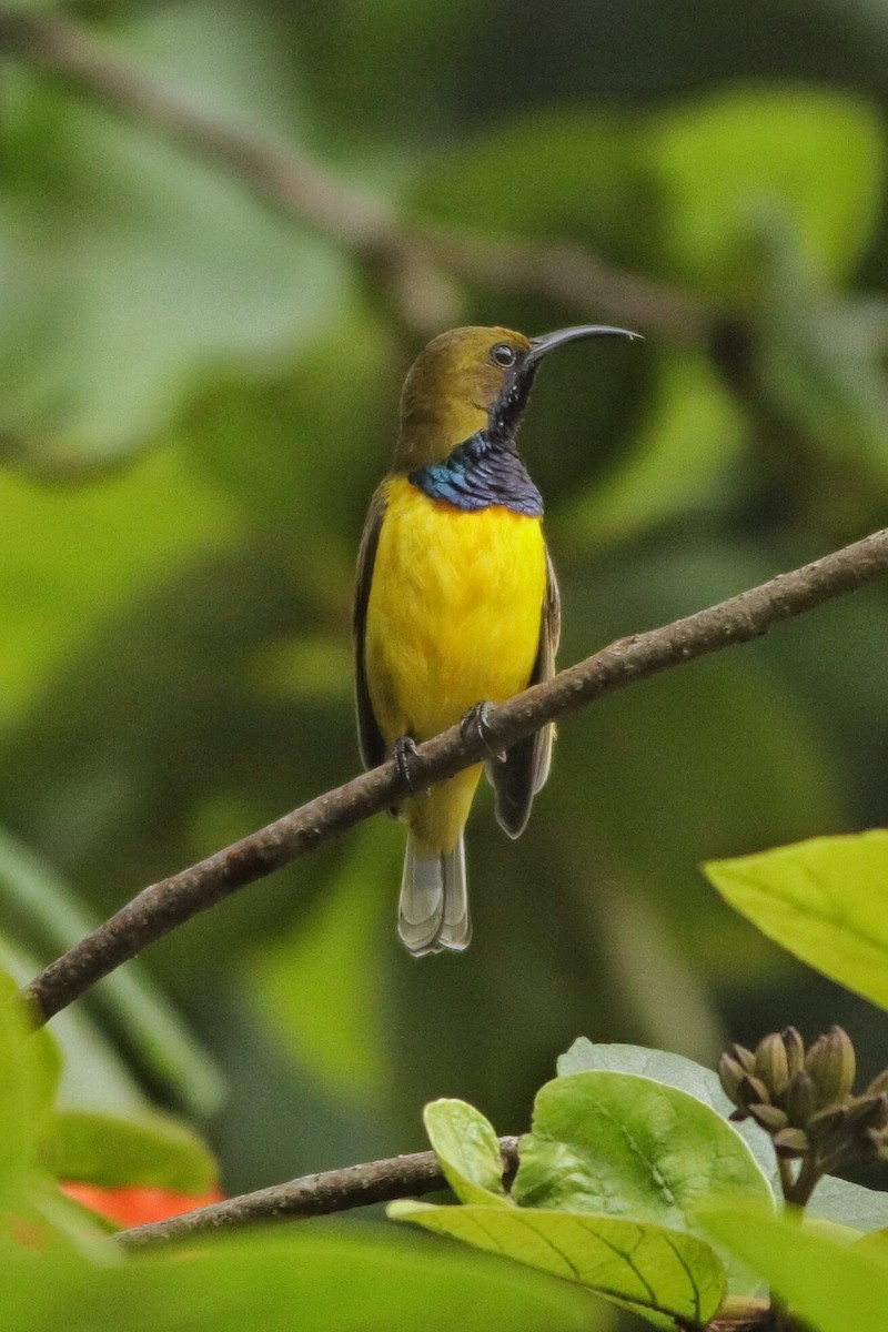 Garden Sunbird - ML641143440