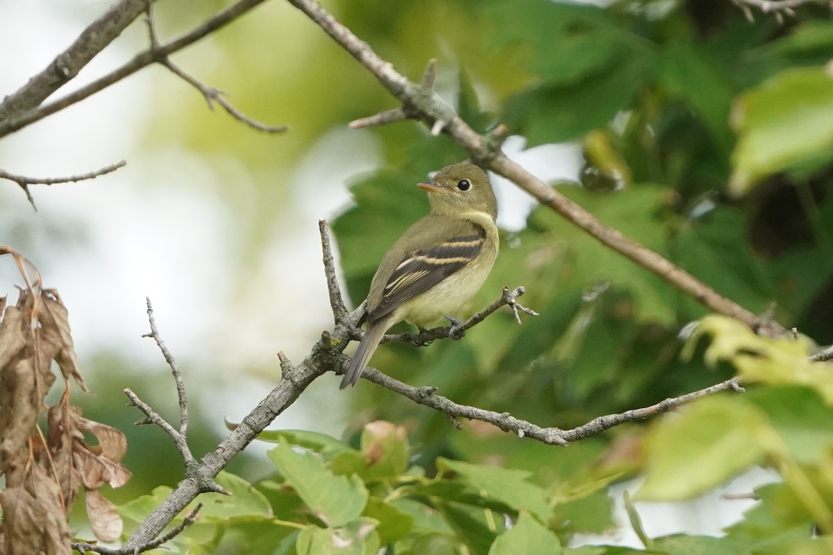 Yellow-bellied Flycatcher - ML641143481