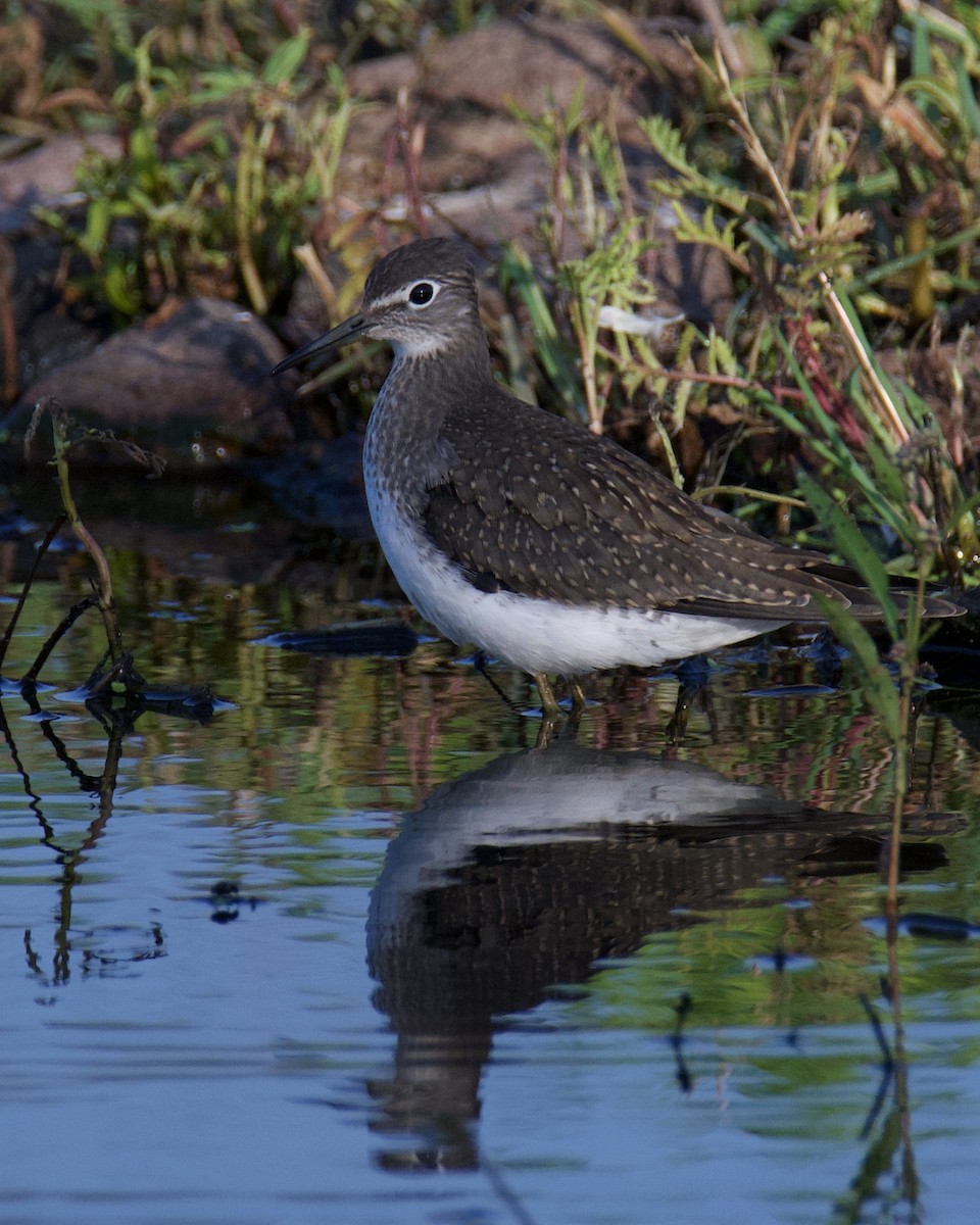 Solitary Sandpiper - ML641143488