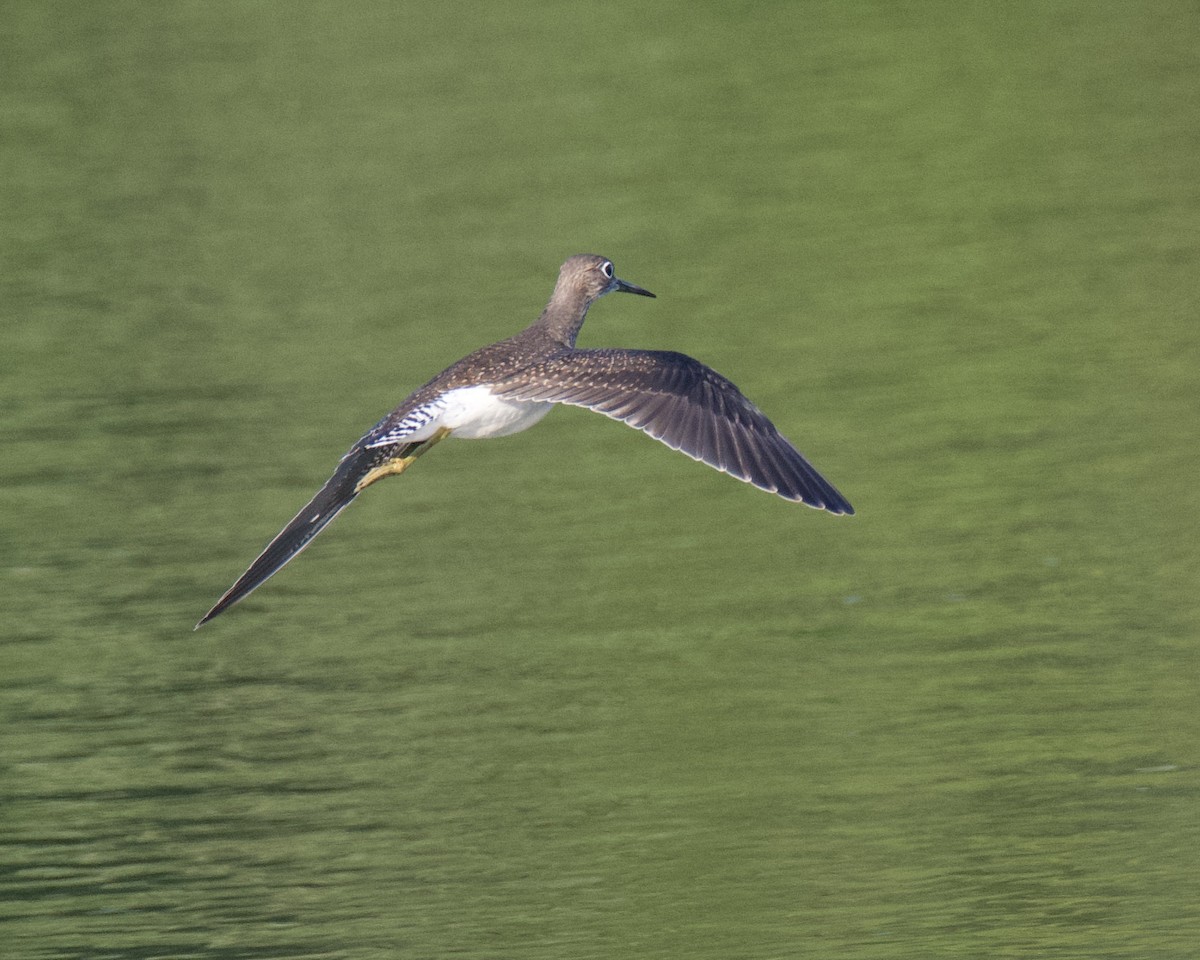 Solitary Sandpiper - ML641143489