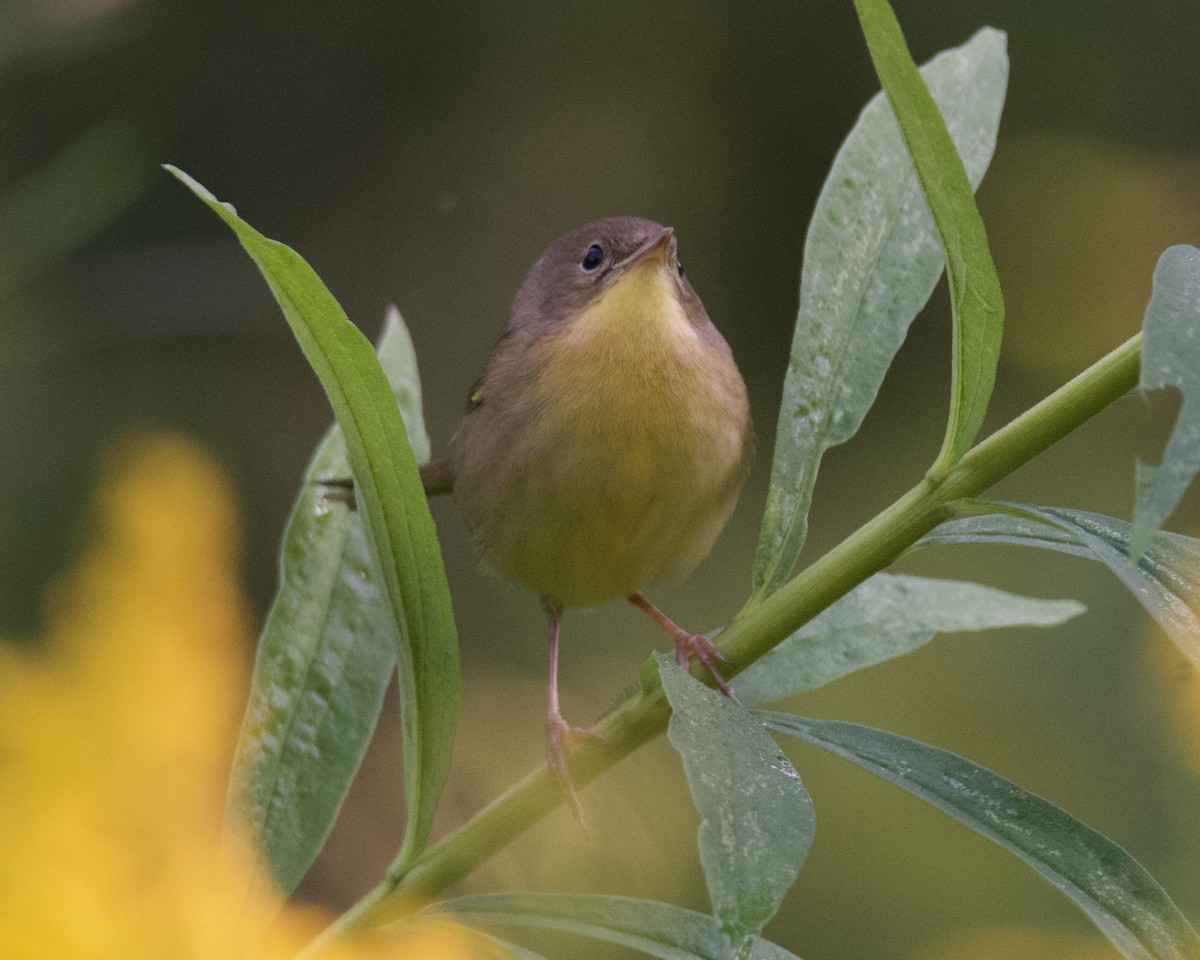 Common Yellowthroat - ML641143493
