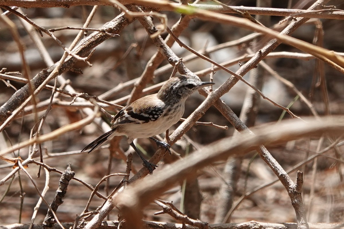 Northern White-fringed Antwren - ML641143503