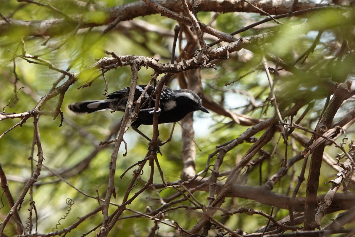 Northern White-fringed Antwren - ML641143504