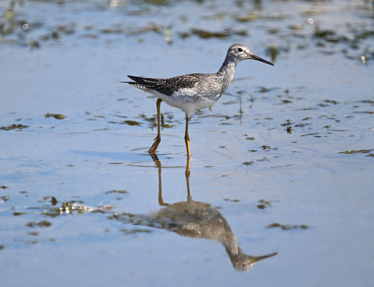 Lesser Yellowlegs - ML641143506