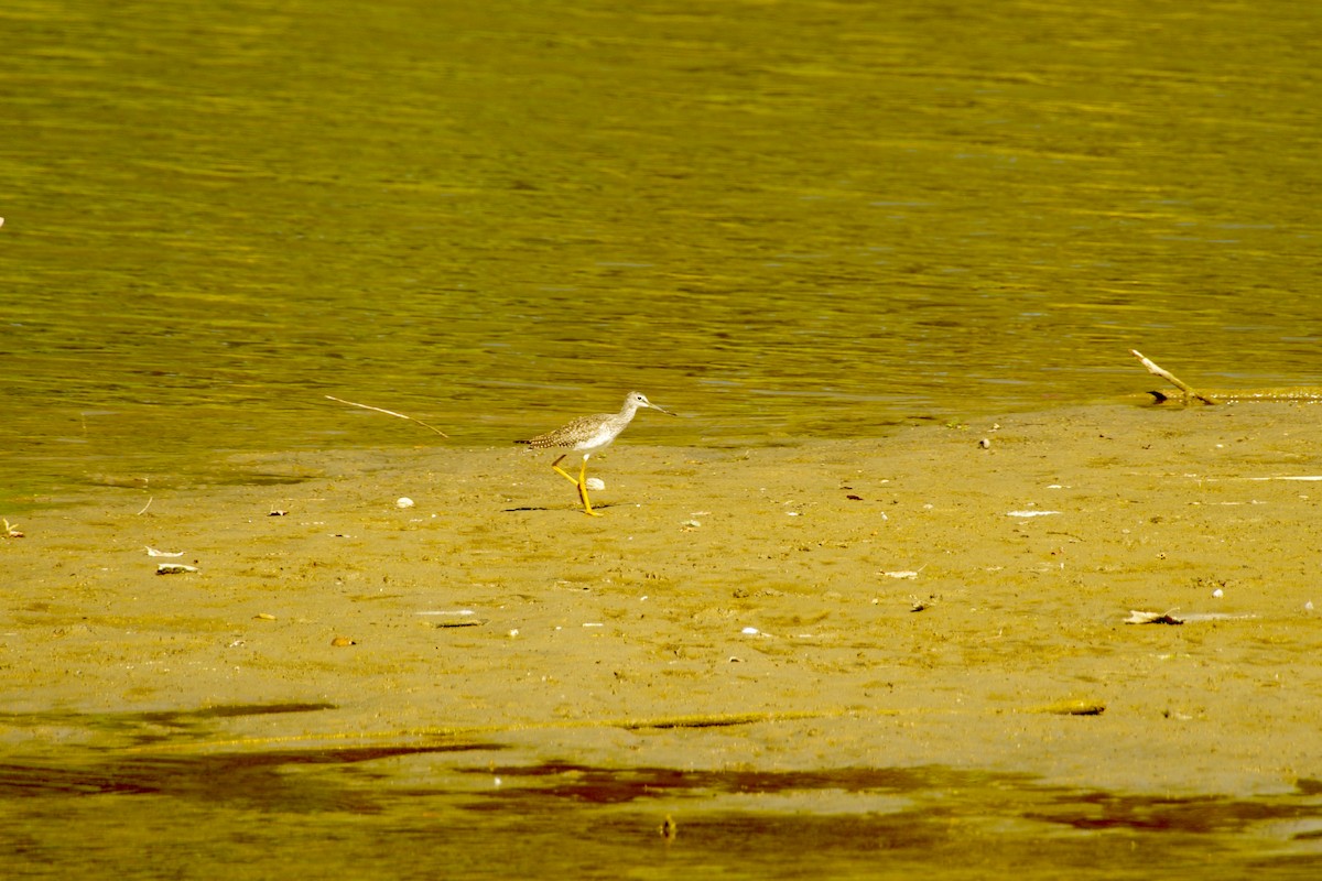 Greater Yellowlegs - ML641143510