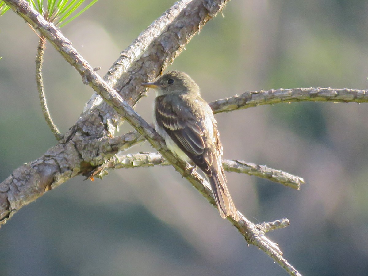 Eastern Wood-Pewee - ML641143511