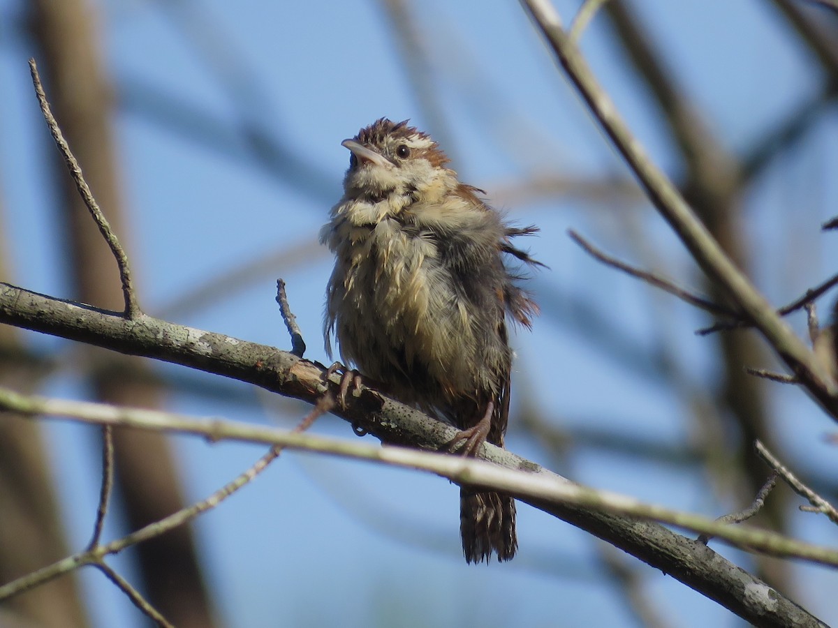 Carolina Wren - ML641143525