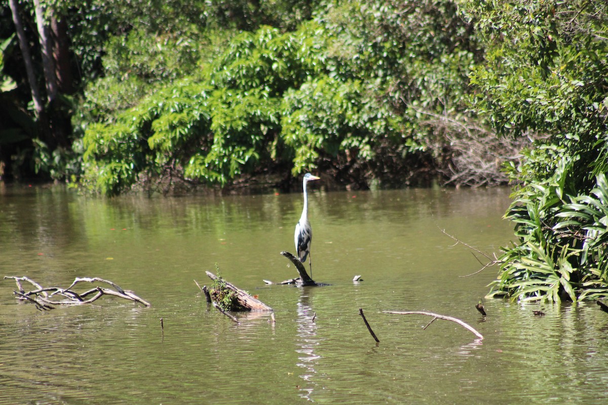 Cocoi Heron - ML641143529