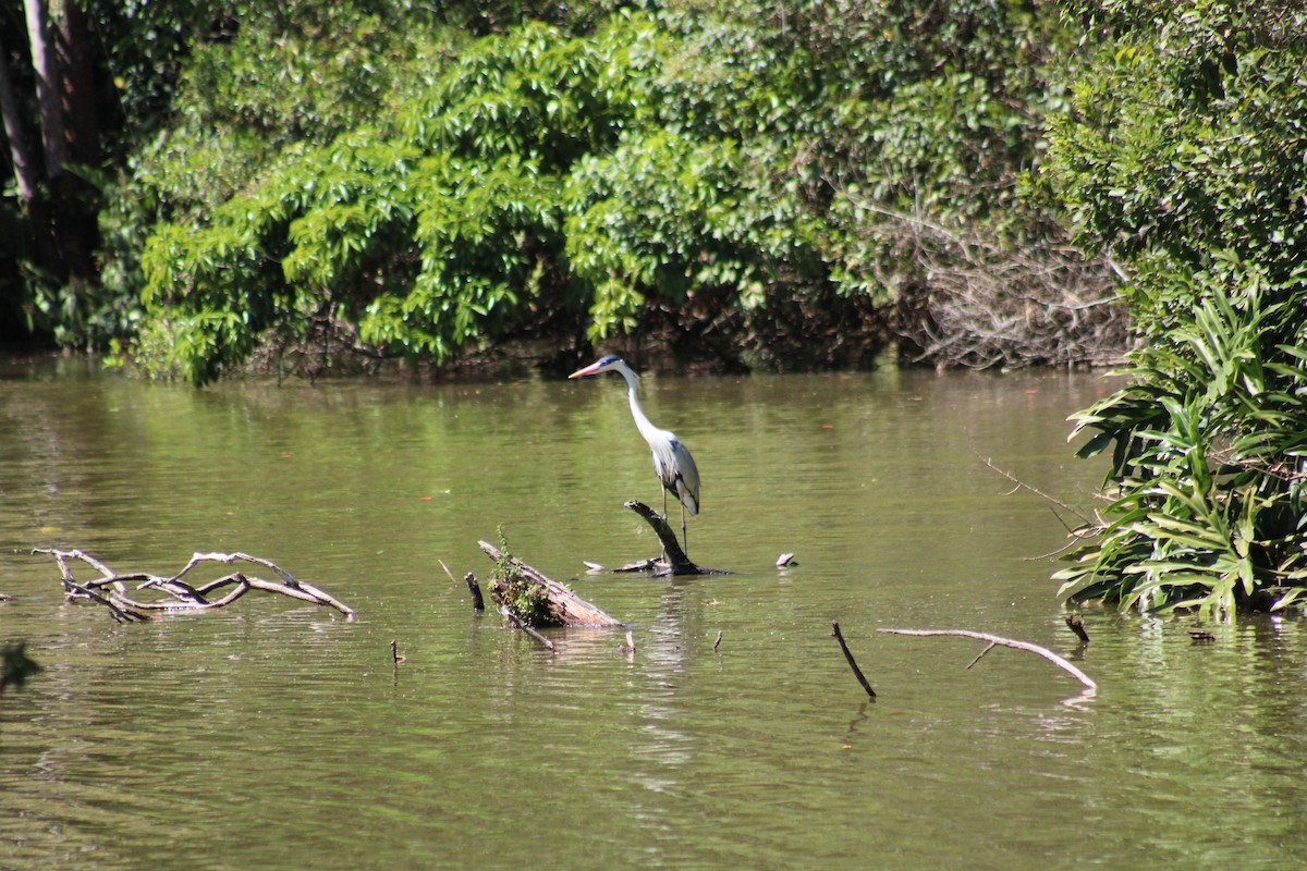 Cocoi Heron - ML641143530